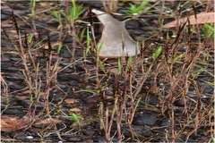 Glyphochloa acuminata var. acuminata